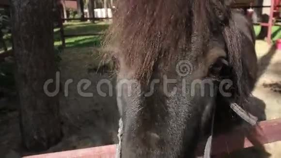 围场里的小马靠近视频的预览图
