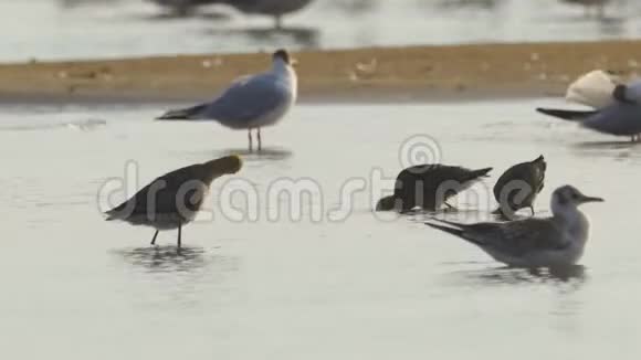 鸟类条尾哥维兹利莫萨拉波尼卡在浅水中行走寻找食物并吃它视频的预览图