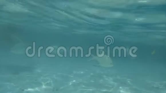 在水下的女孩和海里的鱼旅游生活方式暑假沙滩度假视频的预览图
