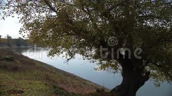 河岸上的树视频的预览图