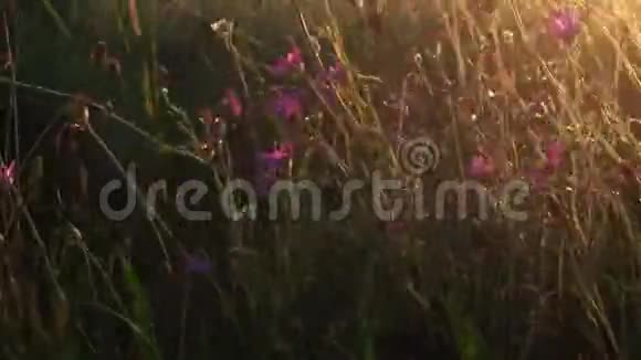 紫罗兰野花在闪烁的夕阳下视频的预览图