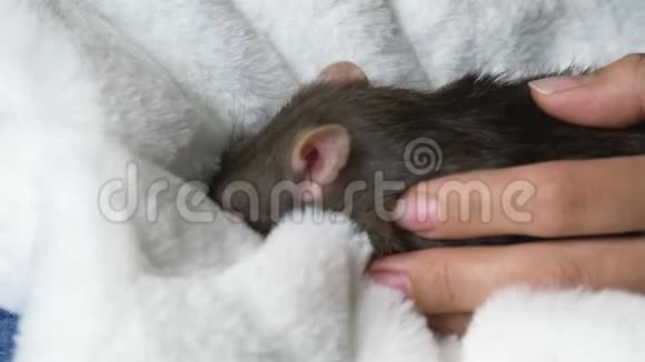 雌性手中的漂亮老鼠视频的预览图