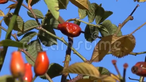 蓝天上的红玫瑰果视频的预览图