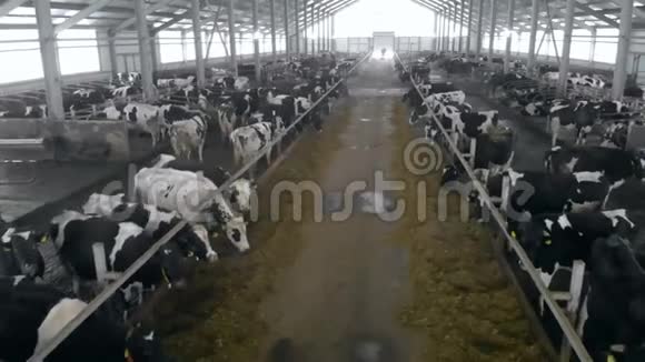 大奶牛和许多奶牛住在一起关门视频的预览图