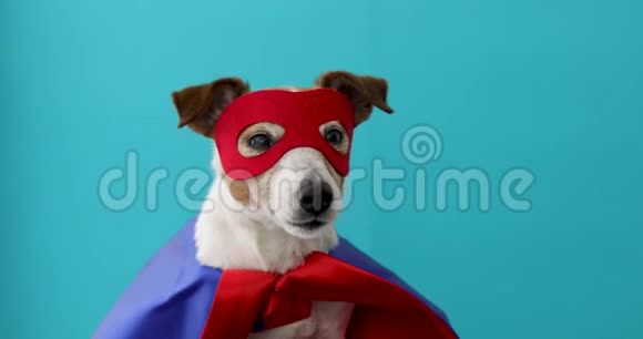 狗杰克罗素超级英雄服装视频的预览图