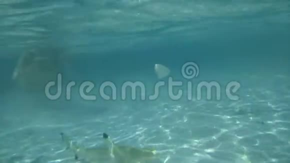 在水下的女孩和海里的鱼旅游生活方式暑假沙滩度假视频的预览图
