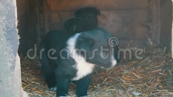 美丽可爱有趣的小黑白小狗坐在狗窝里玩视频的预览图