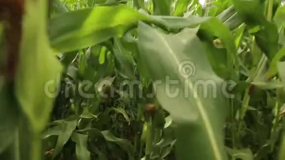 年轻的农学家穿过一片玉米地视频的预览图