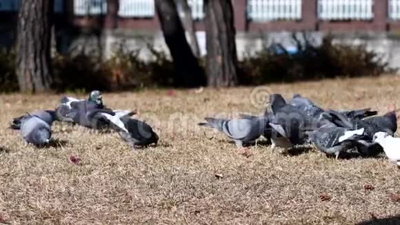 鸽子在公共公园觅食视频的预览图