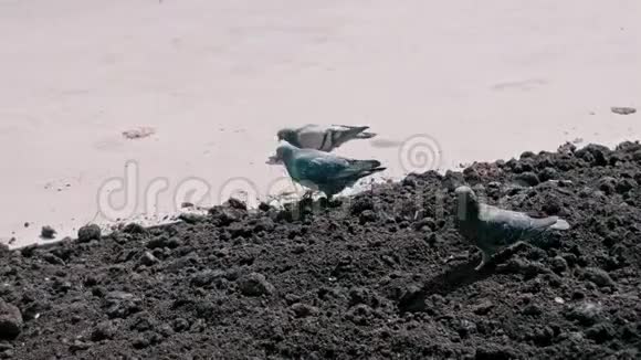 早春在花坛裸土上觅食的市鸽视频的预览图
