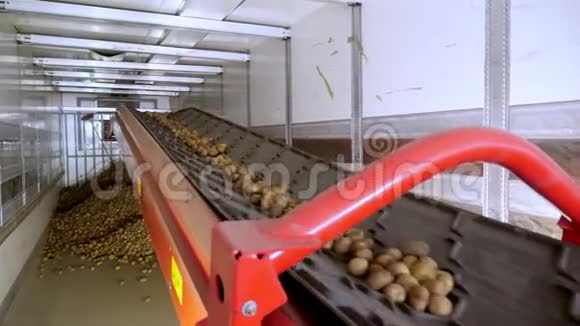 特写镜头土豆在特殊的传送带上移动并装进一个储藏室一个仓库供冬季储存视频的预览图