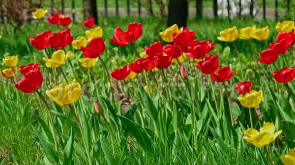许多红黄郁金花生长在春天的花坛里视频的预览图