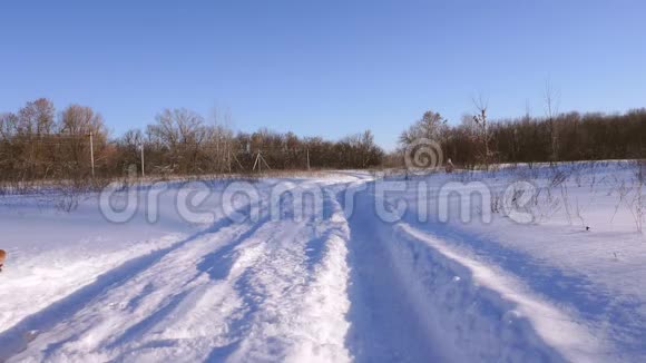 美丽的狗在白雪上奔跑动作缓慢视频的预览图