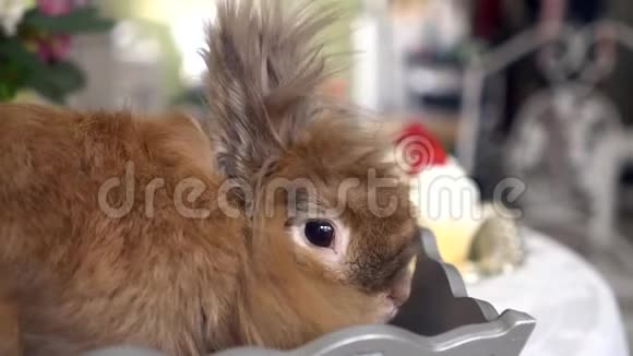 漂亮的棕色兔子视频的预览图