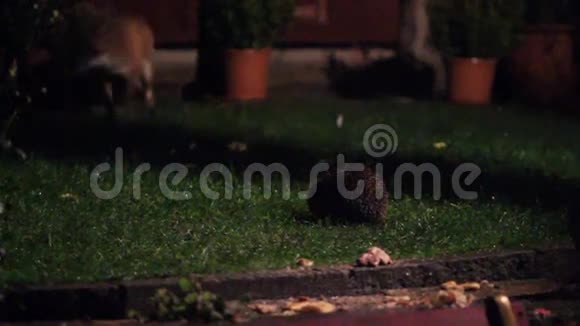 晚上狐狸在城市花园喂食视频的预览图