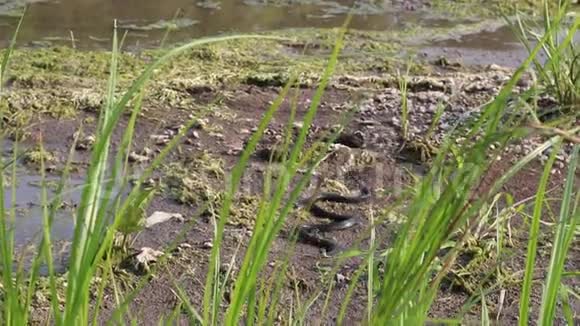 草蛇天然生境中的欧洲非毒蛇视频的预览图