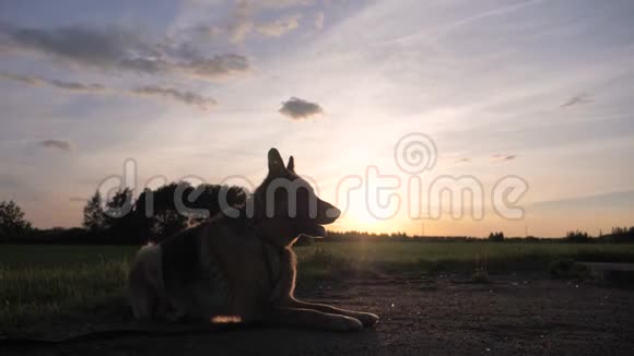 德国牧羊犬躺在夕阳下嘴里吐着口水视频的预览图