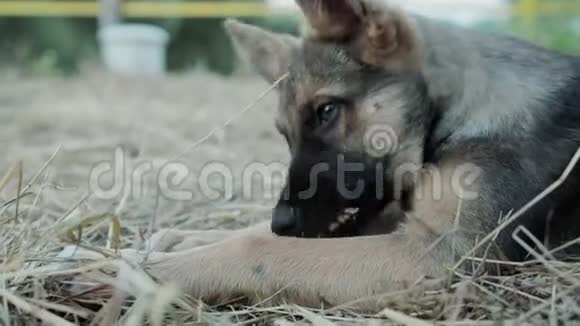 德国牧羊犬小狗的肖像视频的预览图