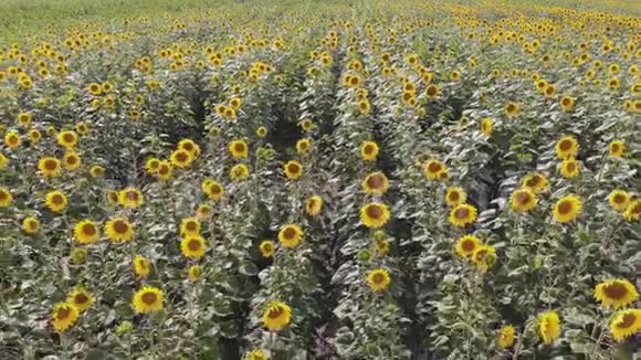 一片金色向日葵田的夏季景观视频的预览图
