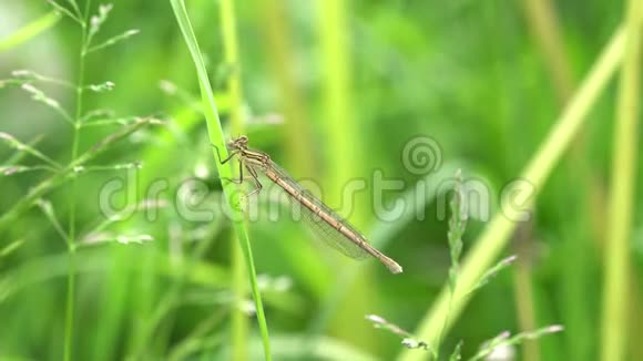 小蜻蜓坐在绿草上视频的预览图