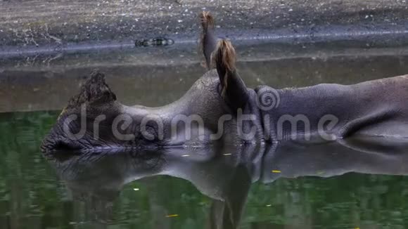 印度犀牛独角兽也叫大一角犀牛在水中休息视频的预览图