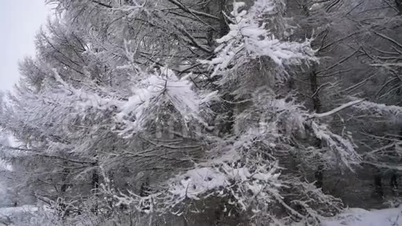 穿越白雪皑皑的森林美丽的冬林视频的预览图