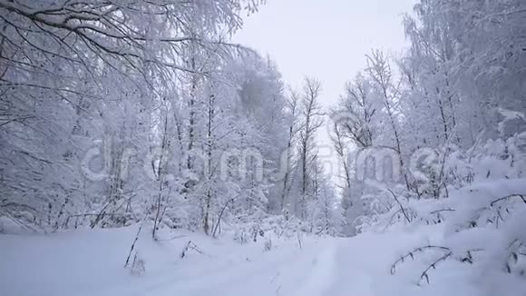 穿越白雪皑皑的森林美丽的冬林视频的预览图