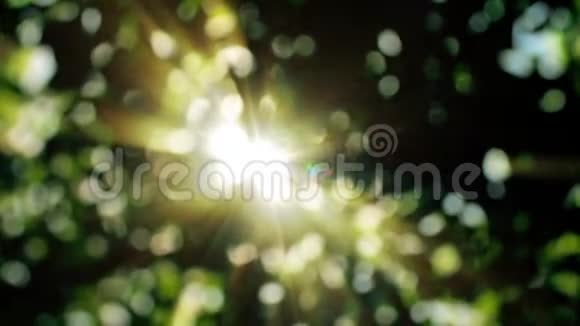 阳光透过绿叶照耀分散的绿色自然背景视频的预览图