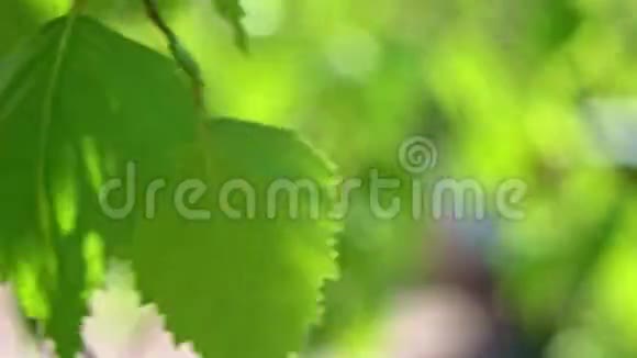 白桦树叶子随风飘动的宏观画面视频的预览图