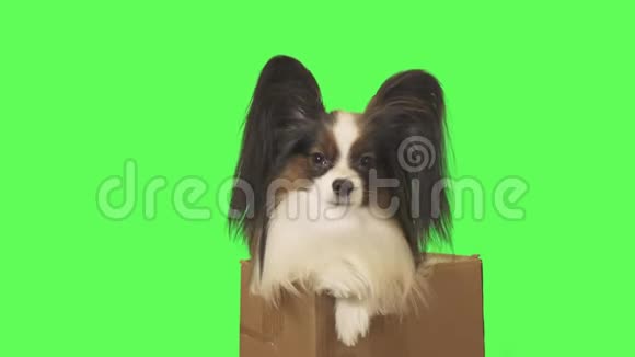 纸板箱里的漂亮狗狗帕皮隆正在看绿色背景下的镜头录像视频的预览图