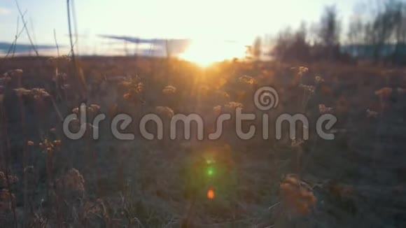 春天的阳光透过草地照耀着田野的花朵夕阳西下视频的预览图