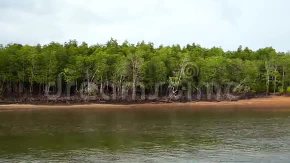 泰国南湾红树林视频的预览图