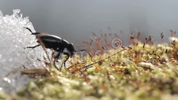 美国油甲虫泡甲虫在春天的雪上移动野生动物中的虫关闭视频的预览图