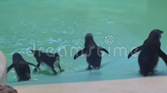 企鹅走路游泳视频的预览图