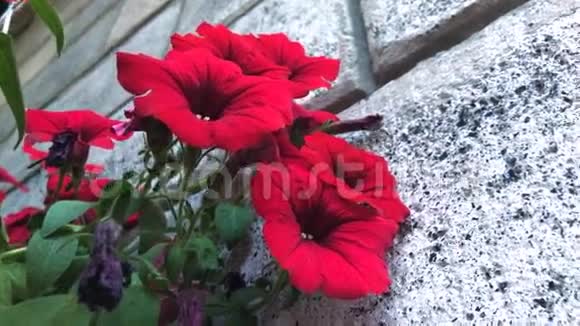 盆里的红花视频的预览图