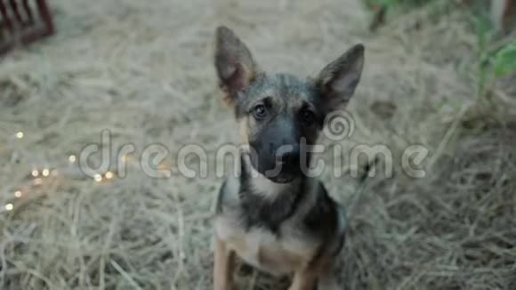德国牧羊犬小狗的肖像视频的预览图