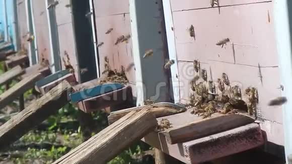 蜜蜂在蜂房大自然植物在春天视频的预览图