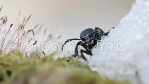 美国油甲虫泡甲虫在春天的雪上移动野生动物中的虫关闭视频的预览图