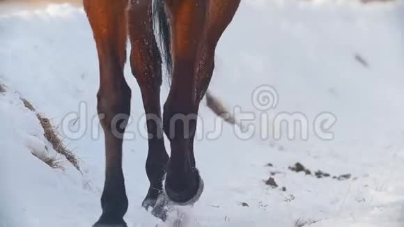 马术运动马在雪域驰骋的蹄子视频的预览图