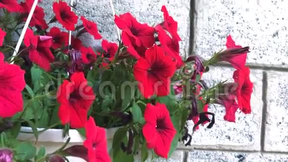 盆里的红花视频的预览图