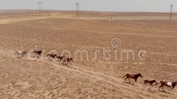 野马穿过哈萨克斯坦的干草原视频的预览图