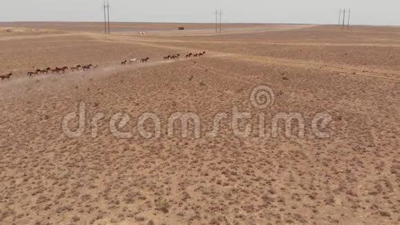 野马穿过哈萨克斯坦的干草原视频的预览图