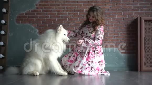 美丽的孕妇坐在地板上抚摸着大白狗视频的预览图
