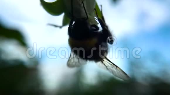 玉米芯的特写成熟的玉米生长在田间疯狂的舞蹈视频的预览图