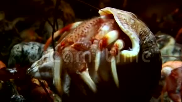 巨蟹座隐士从水下的贝壳里出来在白海寻找食物视频的预览图