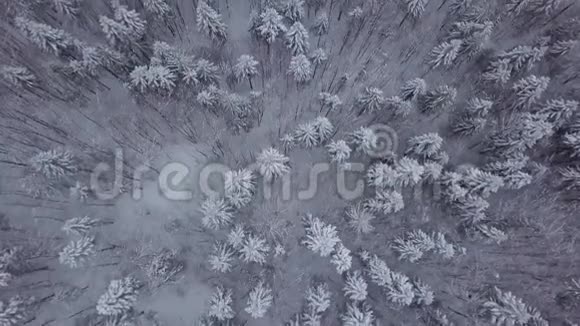森林中雪树的俯视图视频的预览图