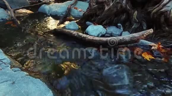 秋天森林里清澈见底的山溪野生水流视频的预览图