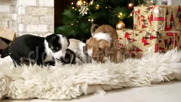 圣诞树上的小狗圣诞节概念视频的预览图