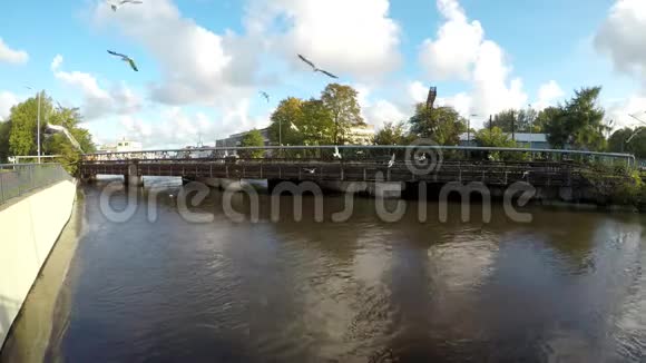 乌斯卡黑头海鸥的佛塔河视频的预览图