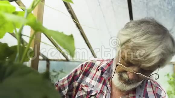 老人在温室里检查黄瓜芽视频的预览图